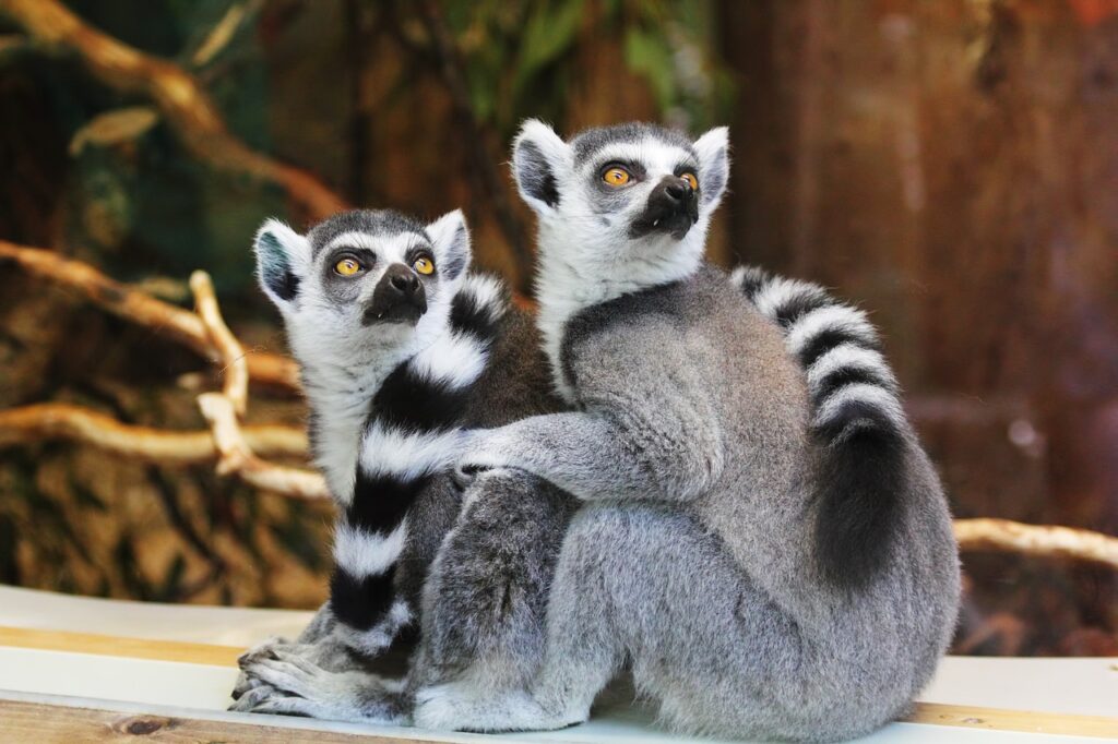 parc zoologique paris